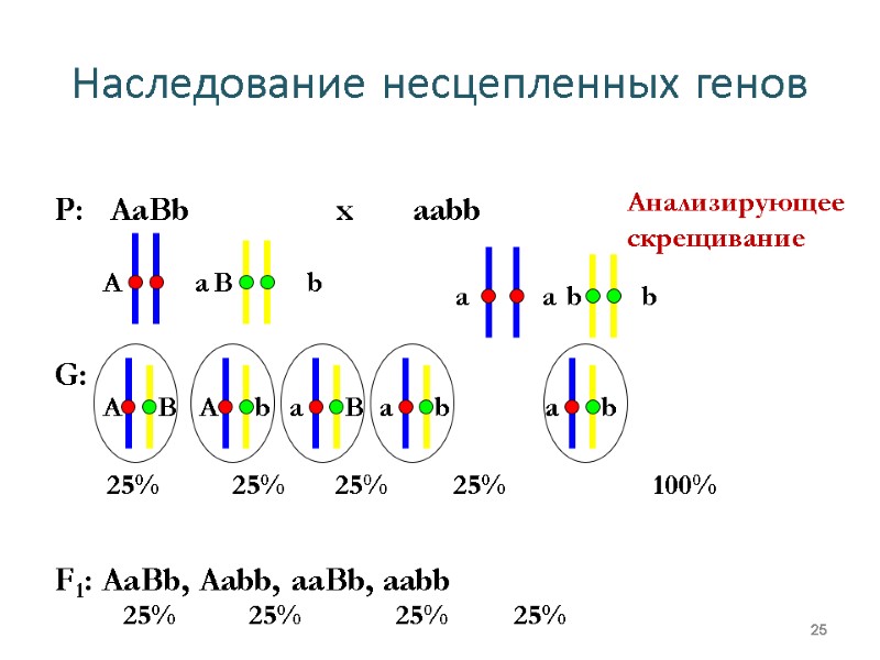 Наследование несцепленных генов 25 Р:   AaBb      
